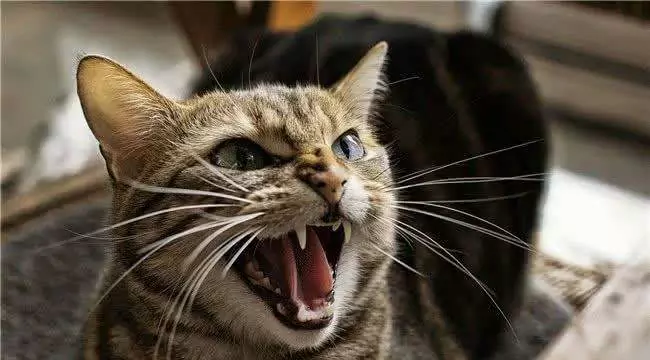 貓是怎么發出咕嚕聲的？貓咪的習性