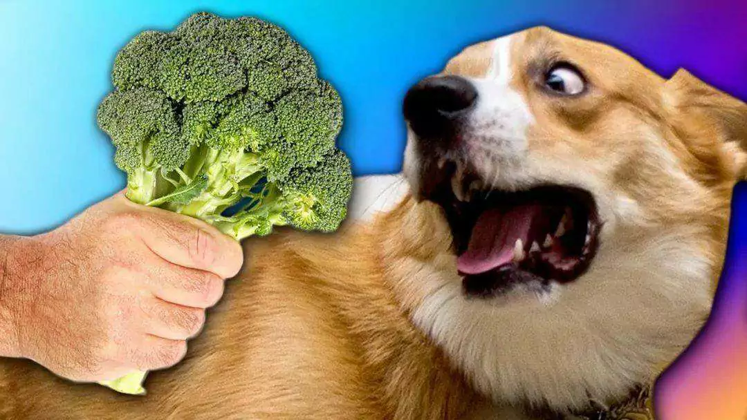 狗可以吃西蘭花嗎？西蘭花對狗的好處