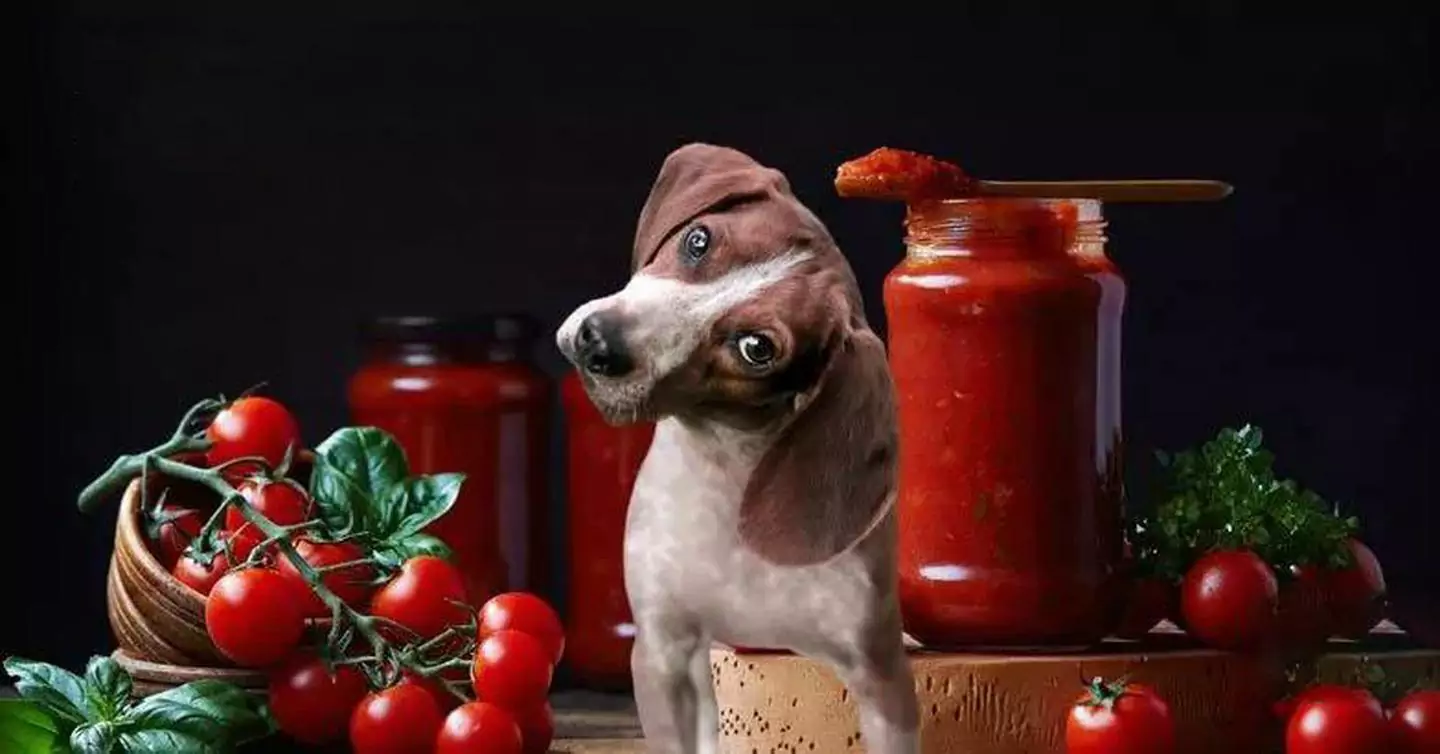 狗能吃西紅柿嗎?西紅柿對狗狗有什么好處