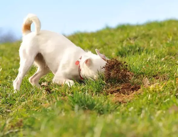 為什么我的狗吃泥土？狗狗吃泥土的五大原因？