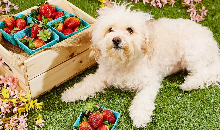 哪些水果是狗狗可以吃的?