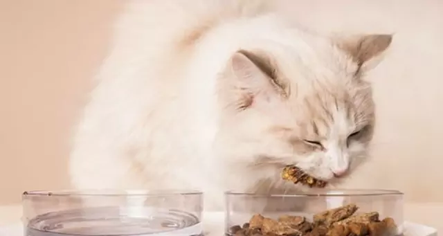 貓能吃火雞嗎?火雞肉對貓咪有什么好處
