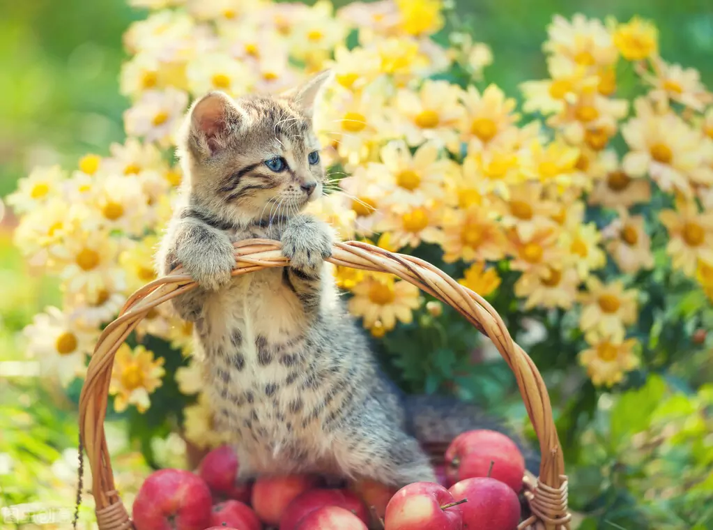 貓能吃蘋果嗎？貓貓吃蘋果的好處