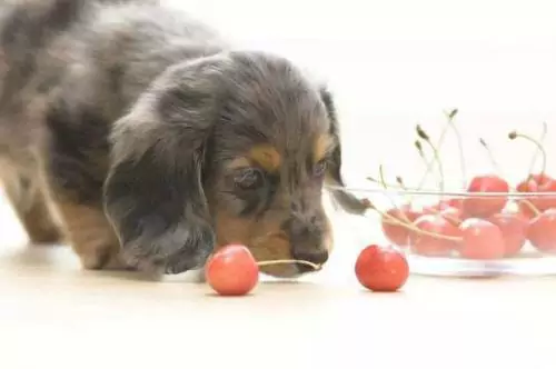 狗能吃櫻桃嗎？狗狗吃櫻桃的壞處？