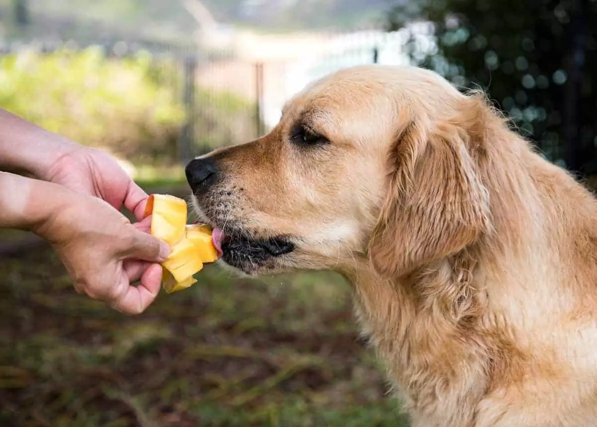 芒果對狗有好處嗎？給狗狗吃芒果有什么好處？