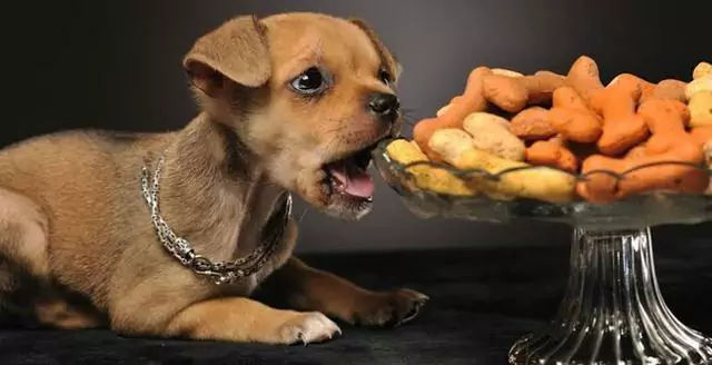 狗能吃堅果嗎？堅果和種子對狗狗有害嗎？