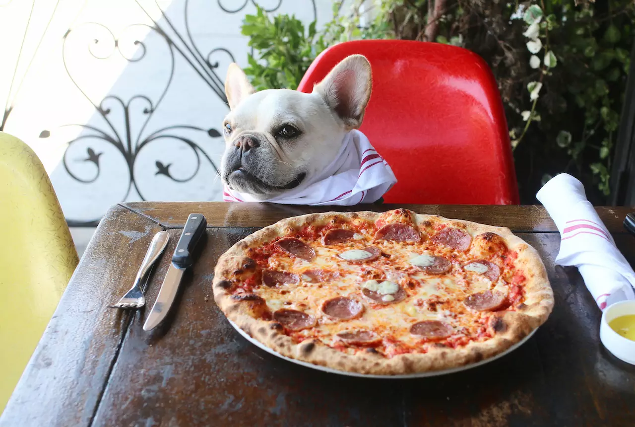 狗能吃披薩嗎？披薩成分對狗有害嗎？