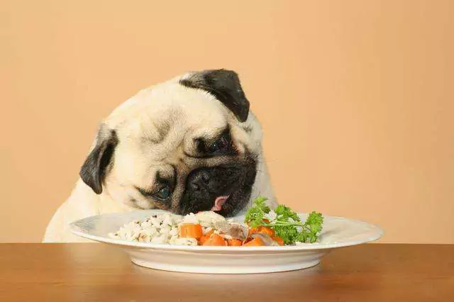 狗狗能吃米飯嗎？狗狗經常吃米飯可以嗎