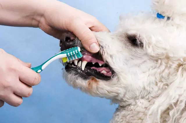 你應該多久給你的狗刷牙一次？