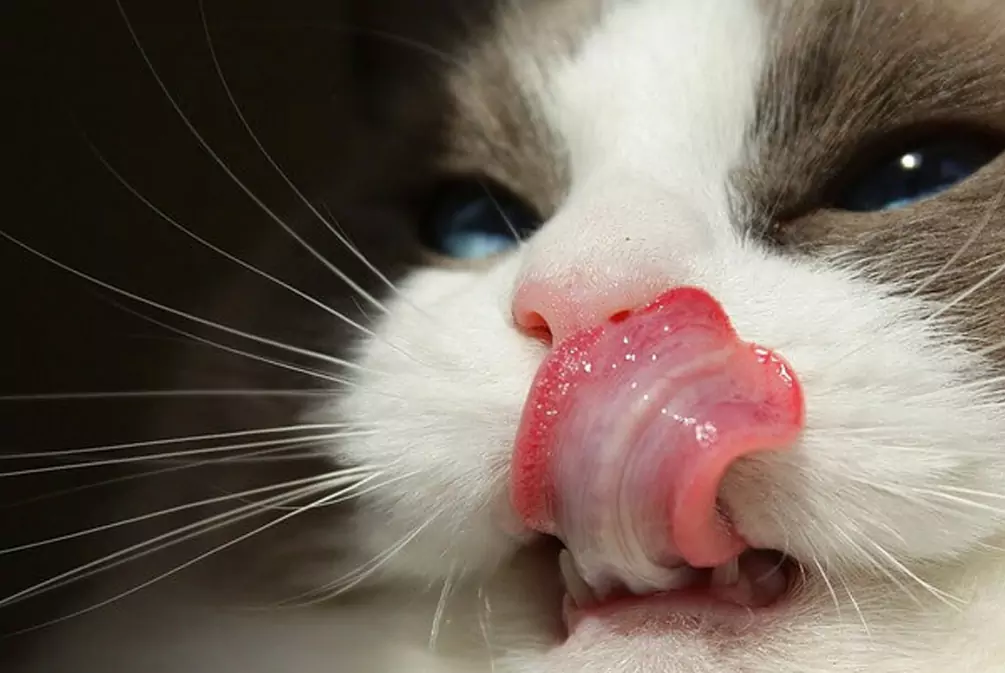 為什么貓舌頭粗糙？