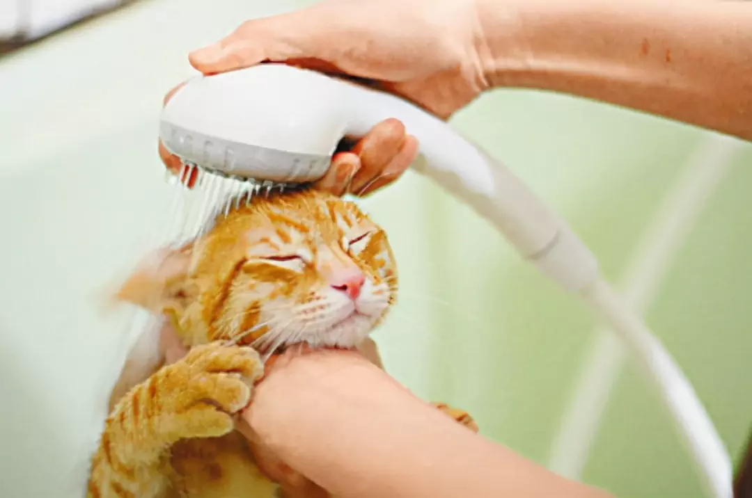 如何清潔貓的耳朵？新手養貓有耳垢怎么辦？