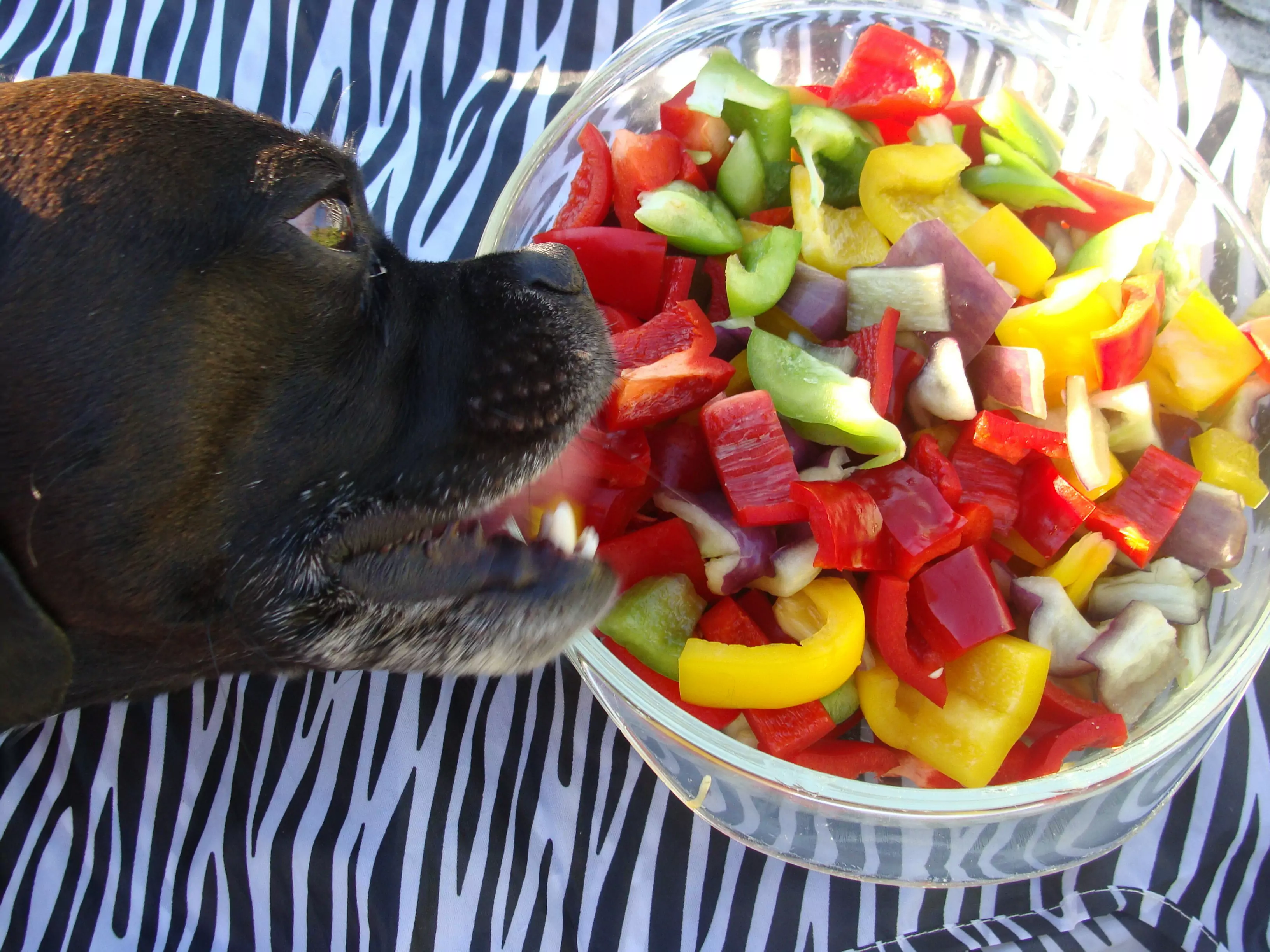 狗能吃辣椒嗎？