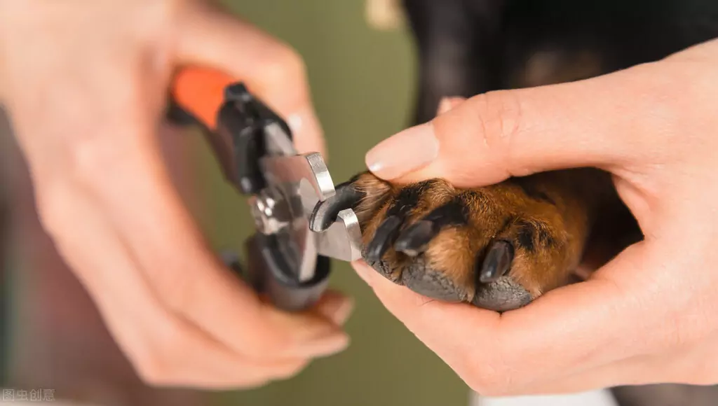 如何修剪狗指甲？狗狗腳趾甲過長的危害？