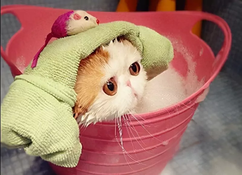 如何給貓洗澡？給貓咪洗澡的好處和壞處