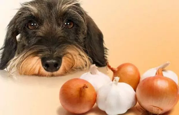 狗能吃大蒜嗎？如何為狗狗準備大蒜？