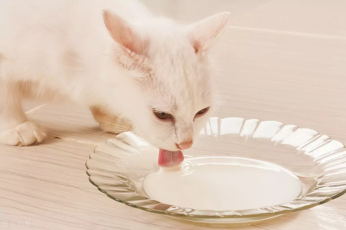 貓能吃什么人類食物？對貓有益的食物？