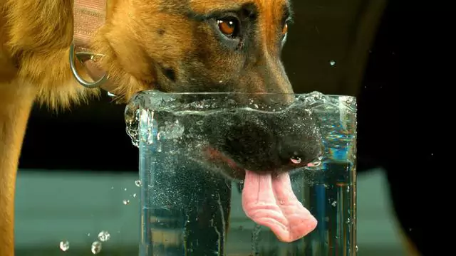 如何判斷狗是否脫水？