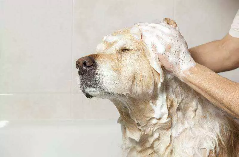 我應該多久洗一次我的狗?養小狗建議在家給它洗澡