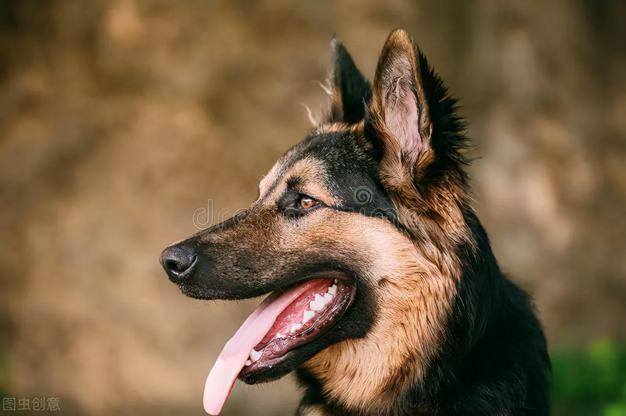 狗是如何感染耳螨的？狗狗患耳螨的原因
