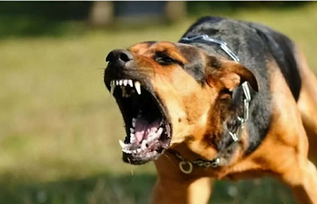 如何防止狗咬人？如何訓練狗狗，讓狗狗不再咬人？