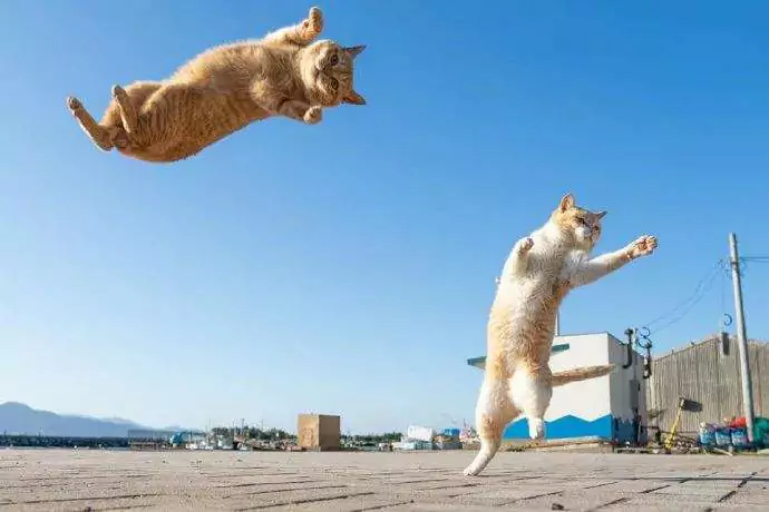 貓能跳多高？貓可以跳多遠