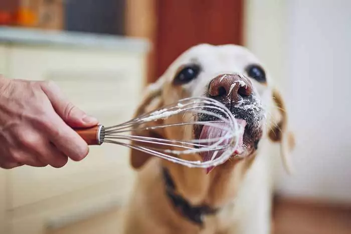 狗能吃奶油嗎？奶油對狗狗有害嗎？