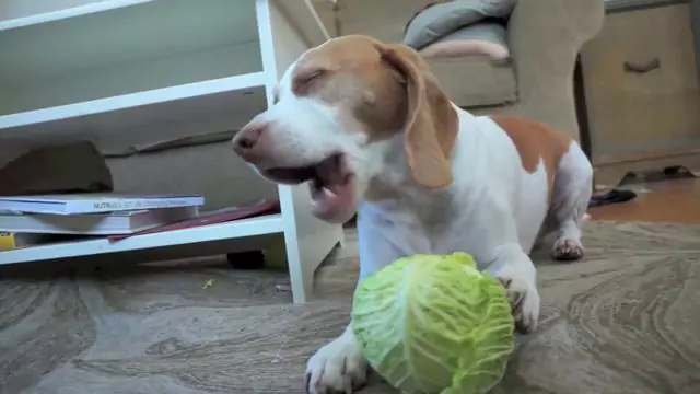 狗能吃卷心菜嗎？吃卷心菜的好處