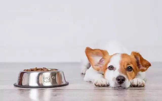 如何喂養腹瀉的狗？狗狗腹瀉的原因