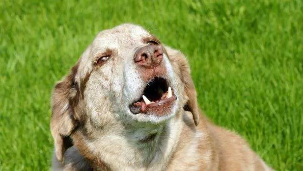 狗為什么喜歡嚎叫？可有效減少狗的嚎叫的辦法