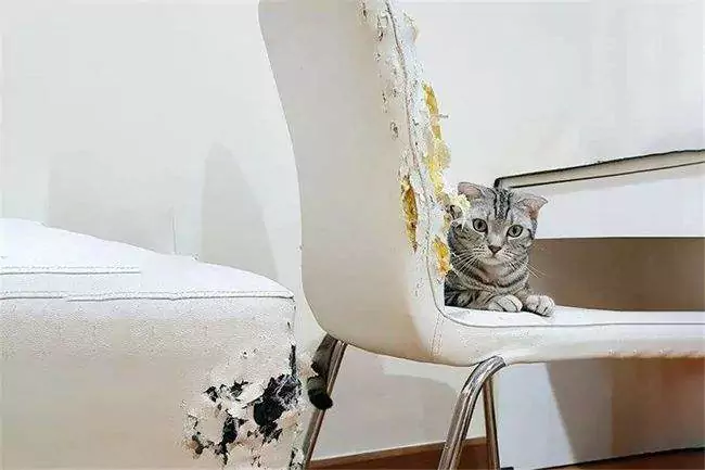 如何防止貓抓家具？怎樣阻止貓咪撓門