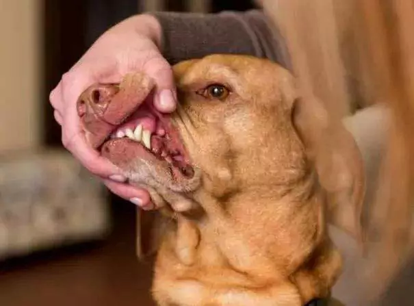 狗的嘴巴比人干凈嗎？狗狗的口腔需要定期清潔