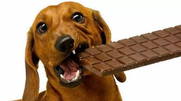 狗能吃巧克力嗎？狗狗巧克力中毒有什么癥狀