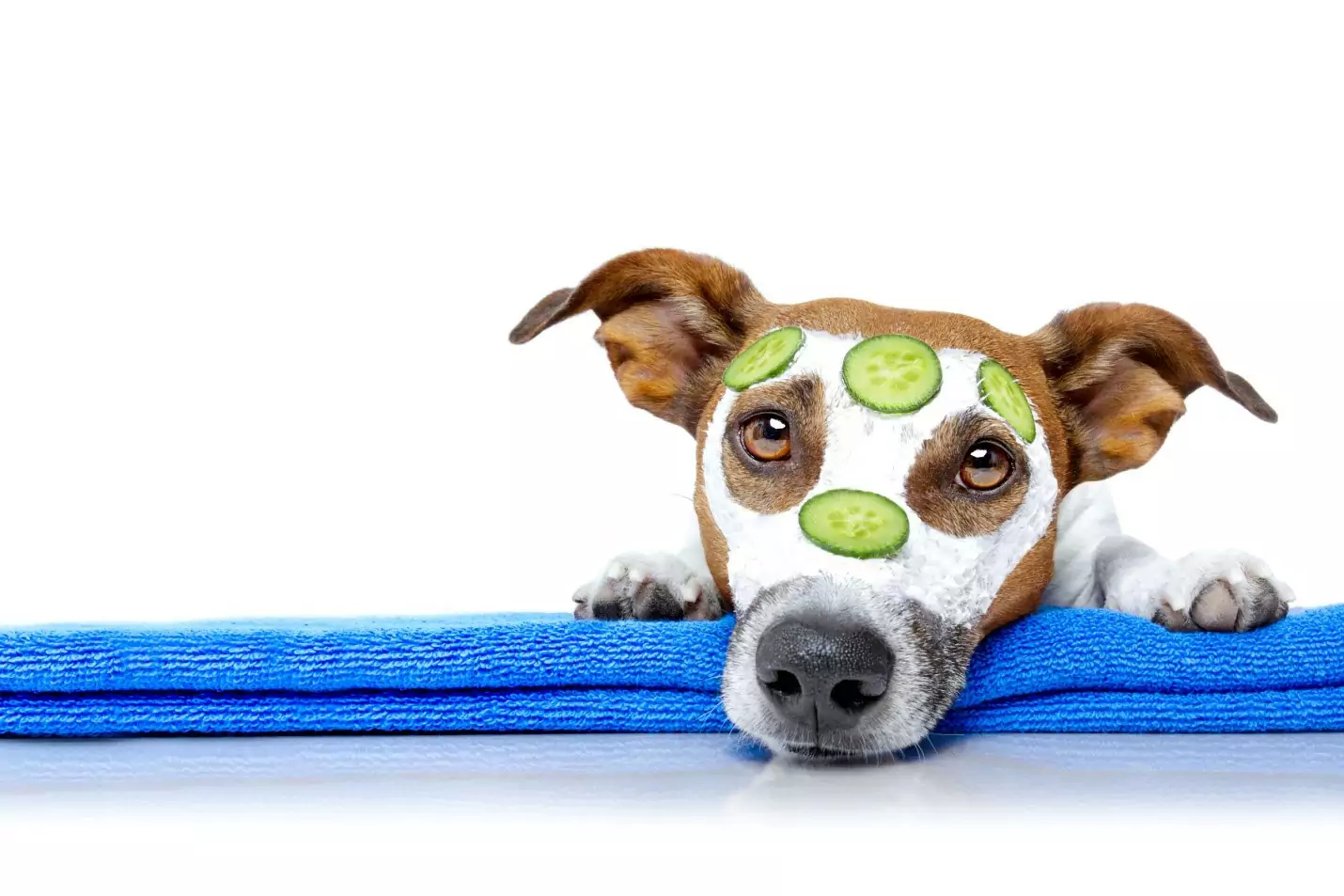 狗能吃黃瓜嗎？給狗狗吃黃瓜有什么好處？