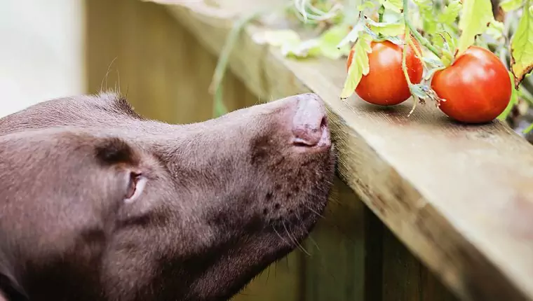 狗能吃西紅柿嗎？狗狗吃西紅柿的好處和壞處