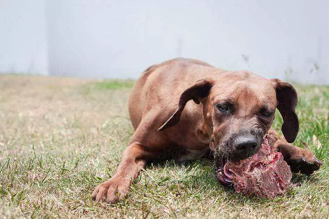 狗能吃生肉嗎?狗狗吃生肉會變兇嗎