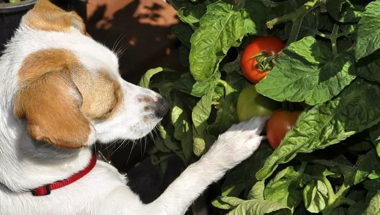狗能吃西紅柿嗎？狗吃西紅柿的好處有哪些？