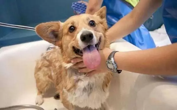 狗狗可以洗澡嗎？